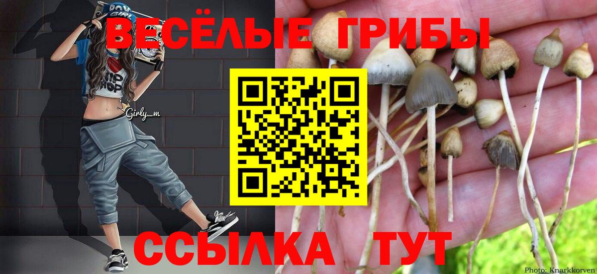 Псилоцибиновые грибы Cubensis Майкоп